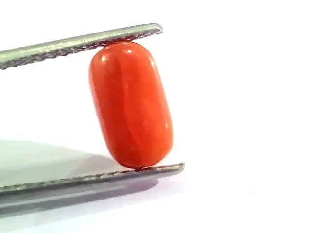 3.02 Ct 5 Ratti Natural Italian Red Coral Moonga Gemstone AA++