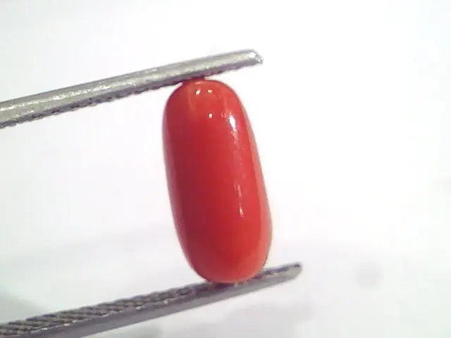 3.09 Ct 5 Ratti Natural Italian Red Coral Moonga Gemstone AAAA