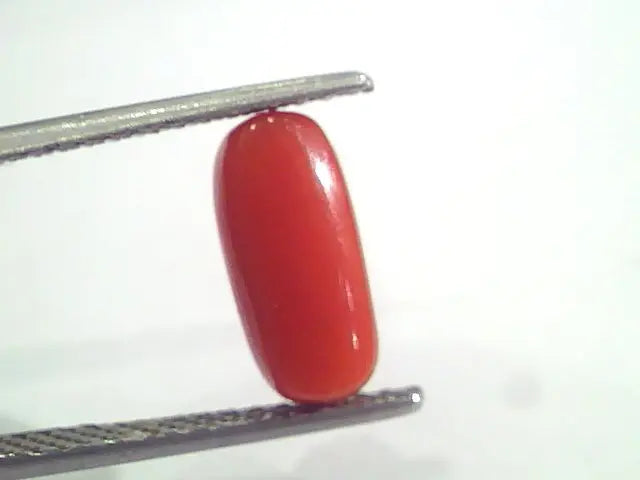 3.09 Ct 5 Ratti Natural Italian Red Coral Moonga Gemstone AAAA