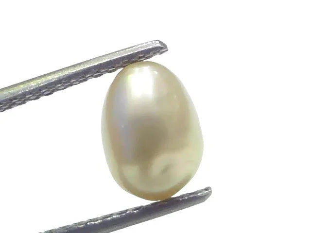 3.06 Ct Certified Natural Venunjula Real Sea Pearl Real Moti For Moon - Venus Gems