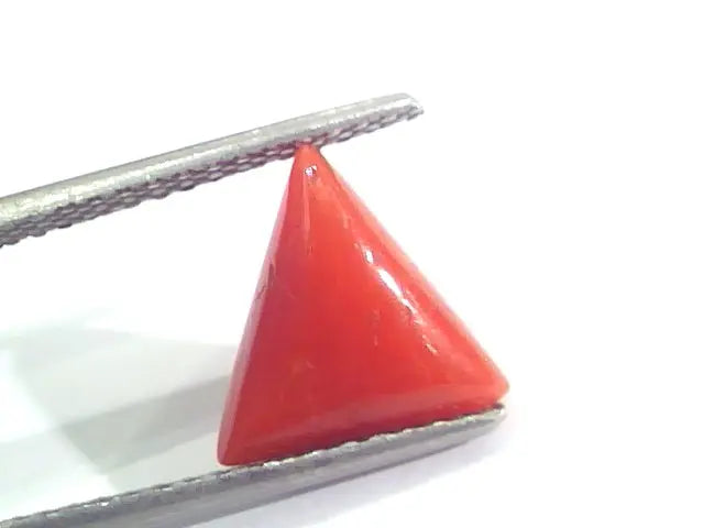 3.11 Ct 5.1 Ratti Natural Italian Triangle Red Coral Moonga Gemstone