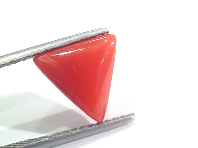 3.11 Ct 5.1 Ratti Natural Italian Triangle Red Coral Moonga Gemstone