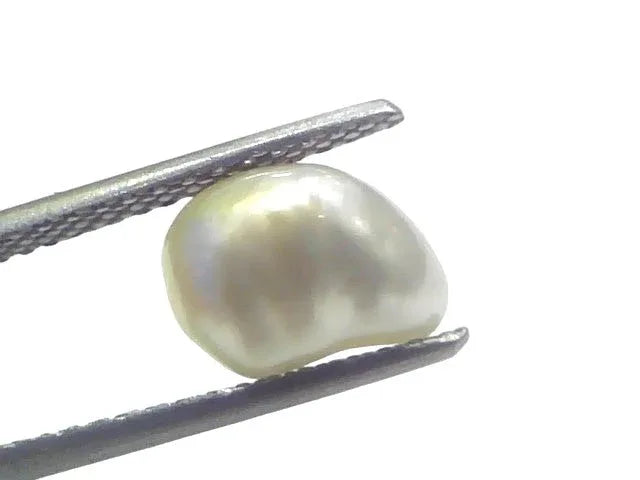 3.08 Ct Certified Natural Venunjula Real Sea Pearl Real Moti For Moon - Venus Gems