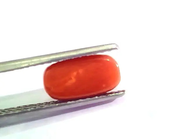3.09 Ct 5 Ratti Natural Italian Red Coral Moonga Gemstone AA++