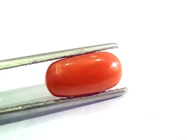3.09 Ct 5 Ratti Natural Italian Red Coral Moonga Gemstone AA++