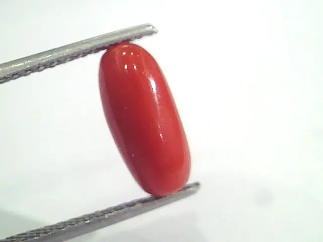 3.15 Ct 5.1 Ratti Natural Italian Red Coral Moonga Gemstone AAAA