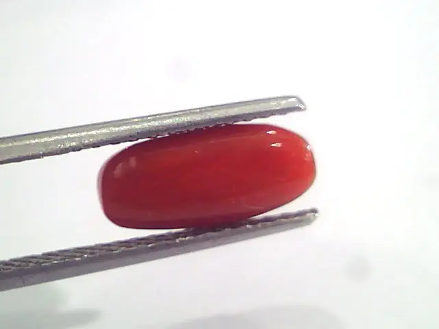 3.15 Ct 5.1 Ratti Natural Italian Red Coral Moonga Gemstone AAAA