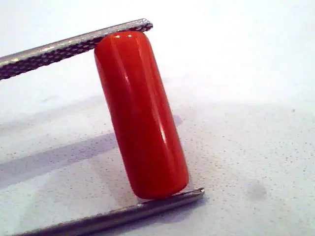 3.13 Carat Natural Italian Red Coral Moonga Gemstone