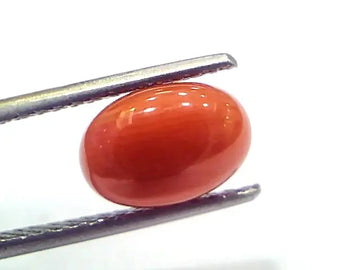 3.17 Ct 5.3 Ratti Natural Untreated Italian Red Coral Moonga Gems