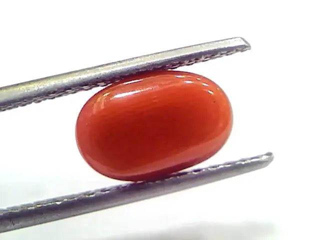 3.17 Ct 5.3 Ratti Natural Untreated Italian Red Coral Moonga Gems