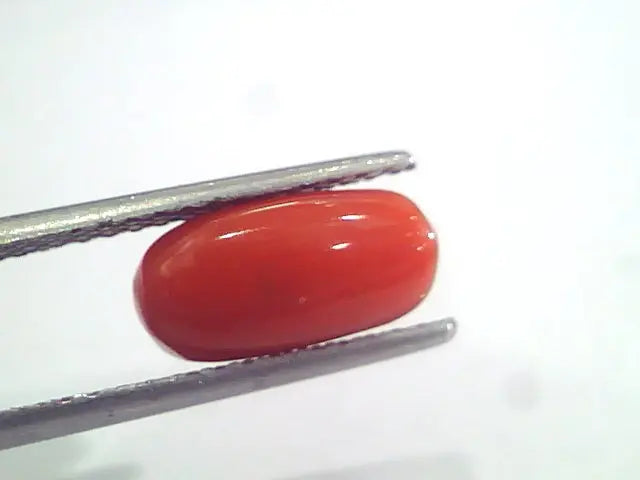 3.17 Ct 5.25 Ratti Natural Italian Red Coral Moonga Gemstone AAAA
