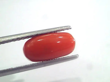 3.17 Ct 5.25 Ratti Natural Italian Red Coral Moonga Gemstone AAAA
