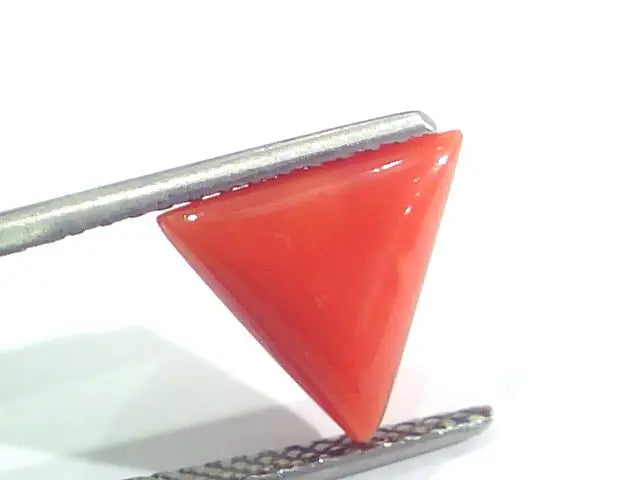 3.20 Ct 5.3 Ratti Natural Italian Triangle Red Coral Moonga Gemstone