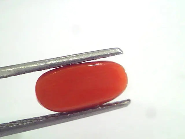 3.17 Ct 5.25 Ratti Natural Italian Red Coral Moonga Gemstone AAAA