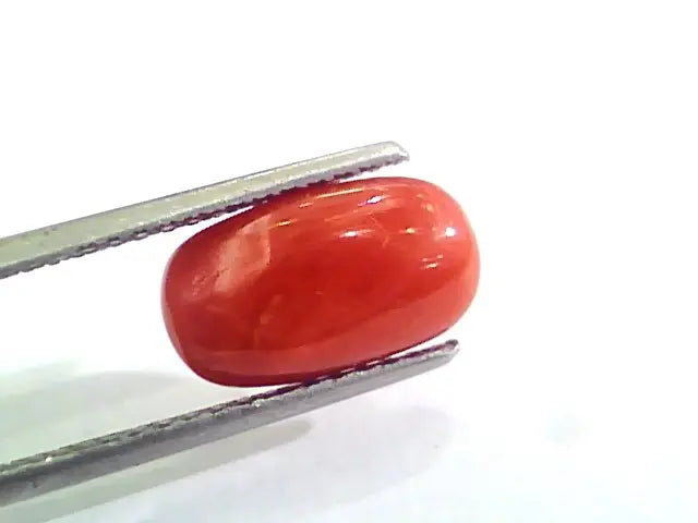 3.20 Carat Natural Italian Red Coral Moonga Gemstone AAAA