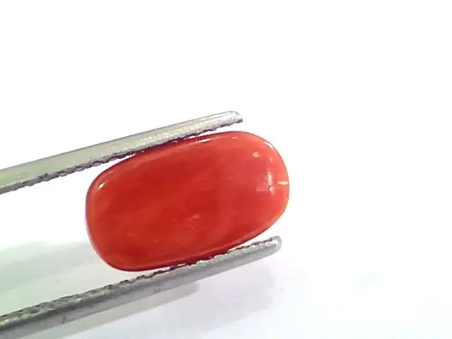 3.20 Carat Natural Italian Red Coral Moonga Gemstone AAAA