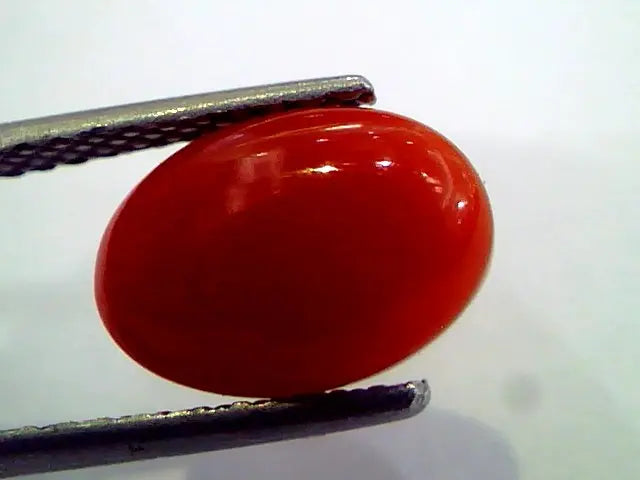 3.26 Ct Top Grade Premium Untreated Natural Japan Red Coral Gemstone