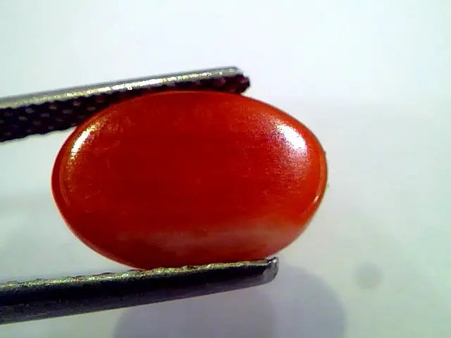 3.26 Ct Top Grade Premium Untreated Natural Japan Red Coral Gemstone