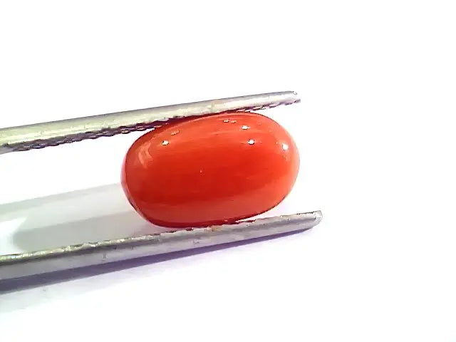 3.21 Carat Natural Italian Red Coral Moonga Gemstone