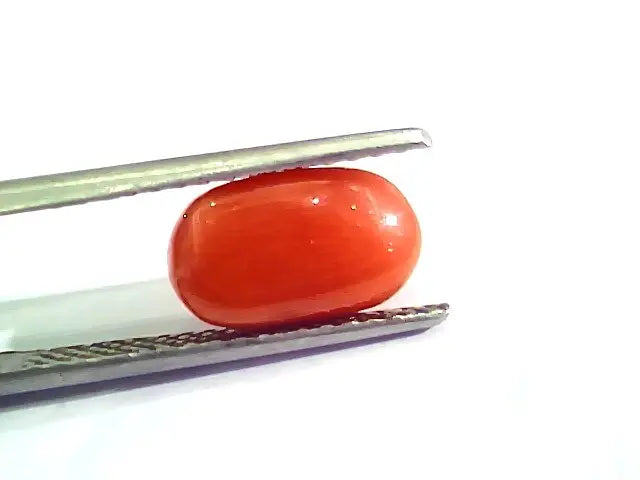 3.21 Ct 5.25 Ratti Natural Italian Red Coral Moonga Gemstone AA++