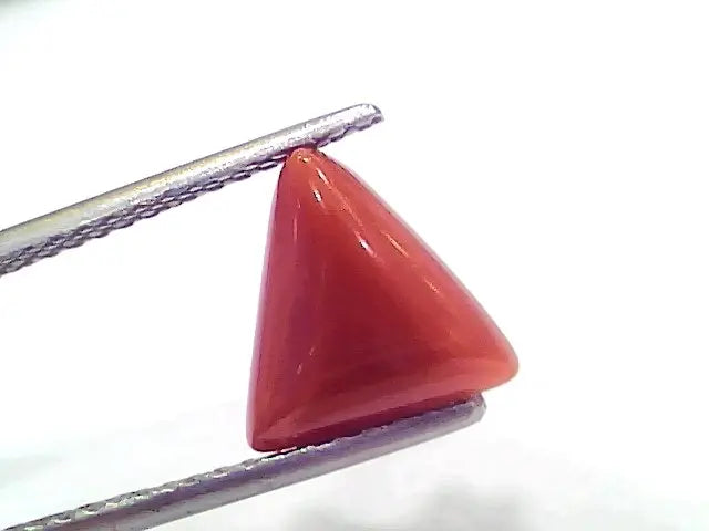 3.30 Ct 5.5 Ratti Natural Italian Triangle Red Coral Moonga Gemstone