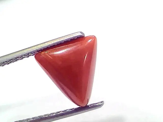 3.30 Ct 5.5 Ratti Natural Italian Triangle Red Coral Moonga Gemstone