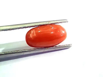 3.28 Ct 5.5 Ratti Natural Italian Red Coral Moonga Gemstone AA++
