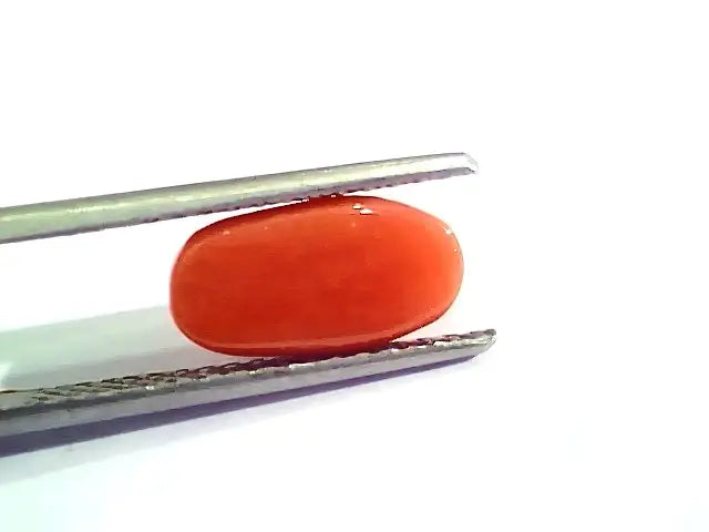 3.28 Ct 5.5 Ratti Natural Italian Red Coral Moonga Gemstone AA++