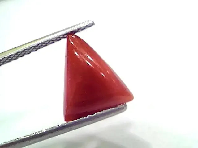 3.39 Ct 3.72 Ratti Natural Italian Triangle Red Coral Moonga Gemstone - Venus Gems