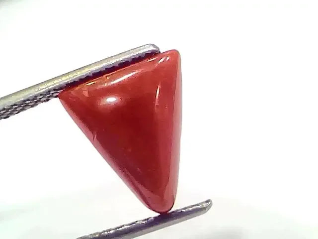 3.39 Ct 3.72 Ratti Natural Italian Triangle Red Coral Moonga Gemstone - Venus Gems