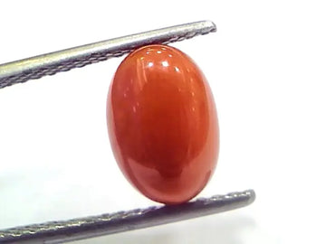 3.33 Ct 5.5 Ratti Natural Untreated Italian Red Coral Moonga Gems