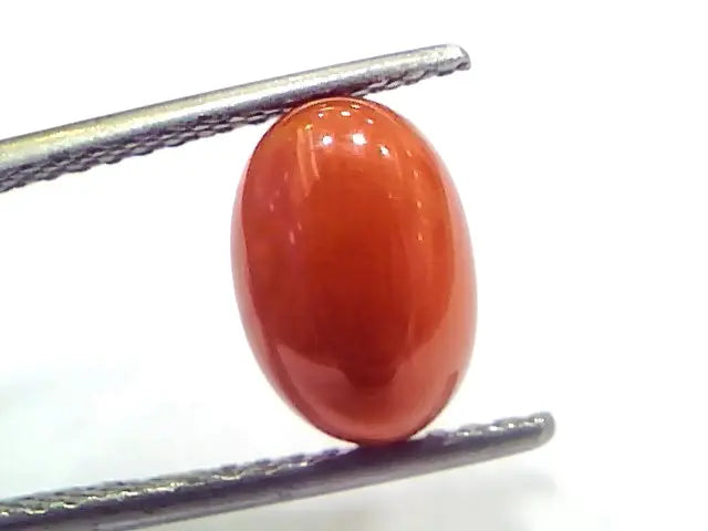 3.33 Ct 5.5 Ratti Natural Untreated Italian Red Coral Moonga Gems