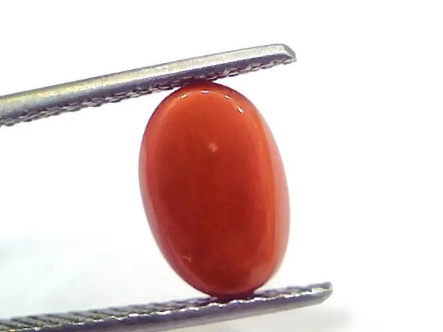 3.33 Ct 5.5 Ratti Natural Untreated Italian Red Coral Moonga Gems