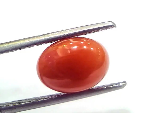 3.34 Ct 5.5 Ratti Natural Untreated Italian Red Coral Moonga Gems