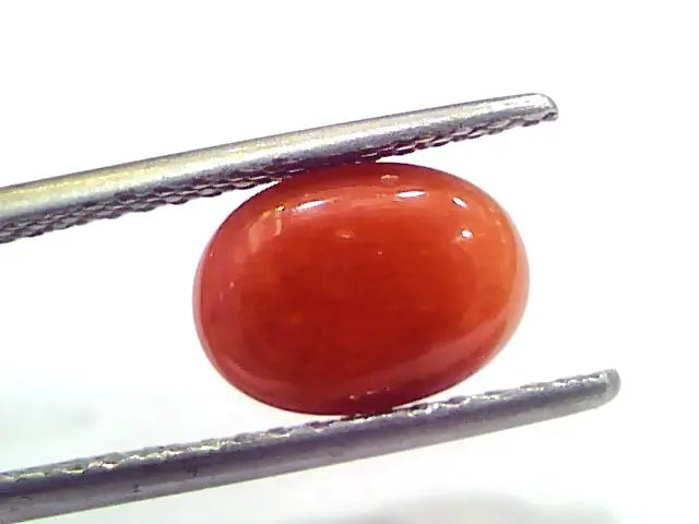3.34 Ct 5.5 Ratti Natural Untreated Italian Red Coral Moonga Gems