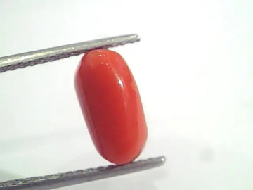 3.35 Ct 5.5 Ratti Natural Italian Red Coral Moonga Gemstone AAAA