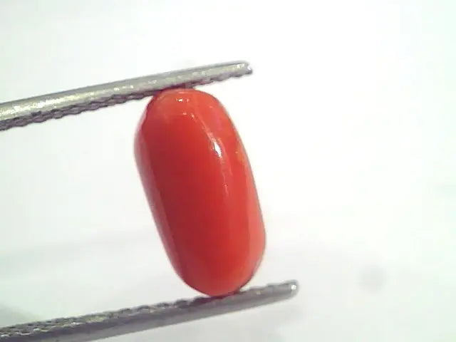 3.35 Ct 5.5 Ratti Natural Italian Red Coral Moonga Gemstone AAAA