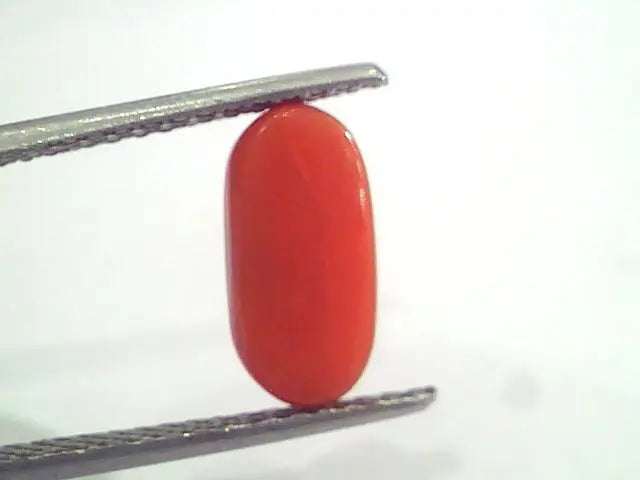 3.35 Ct 5.5 Ratti Natural Italian Red Coral Moonga Gemstone AAAA