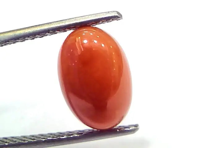 3.38 Ct 5.5 Ratti Natural Untreated Italian Red Coral Moonga Gems