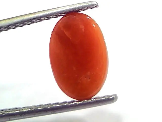 3.38 Ct 5.5 Ratti Natural Untreated Italian Red Coral Moonga Gems