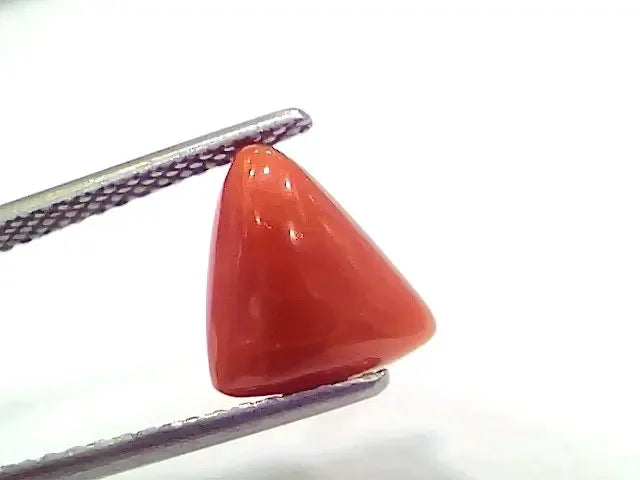 3.43 Ct 3.76 Ratti Natural Italian Triangle Red Coral Moonga Gemstone - Venus Gems