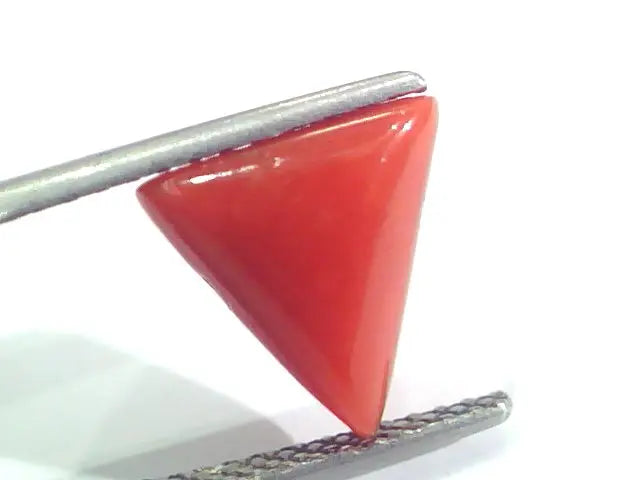 3.45 Ct 5.75 Ratti Natural Italian Triangle Red Coral Moonga Gemstone