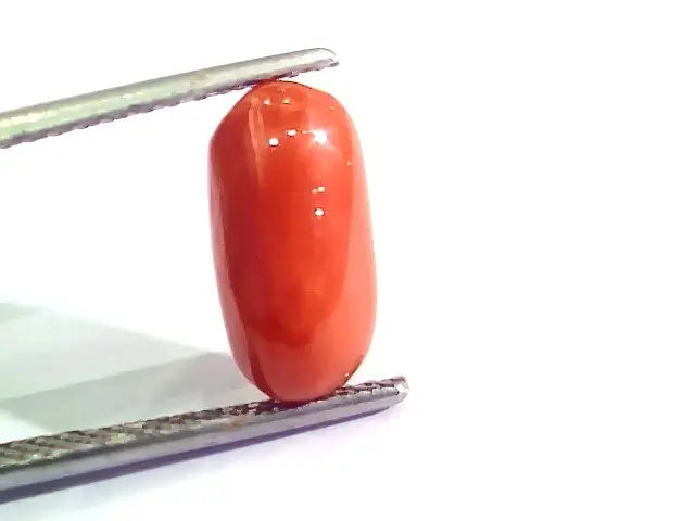 3.44 Ct 6 Ratti Natural Italian Red Coral Moonga Gemstone AA++