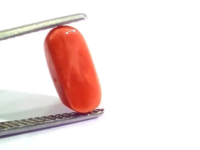 3.44 Ct 6 Ratti Natural Italian Red Coral Moonga Gemstone AA++