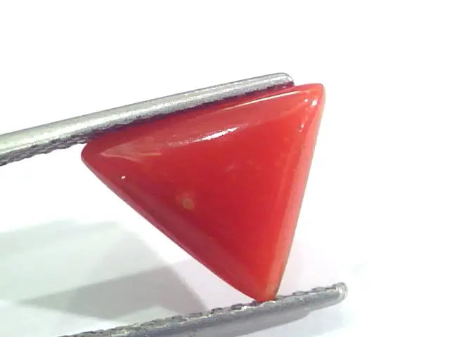 3.48 Ct 5.8 Ratti Natural Italian Triangle Red Coral Moonga Gemstone