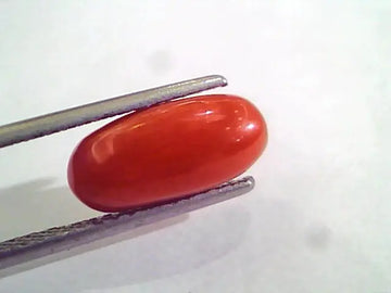 3.46 Ct 5.5 Ratti Natural Italian Red Coral Moonga Gemstone AAAA