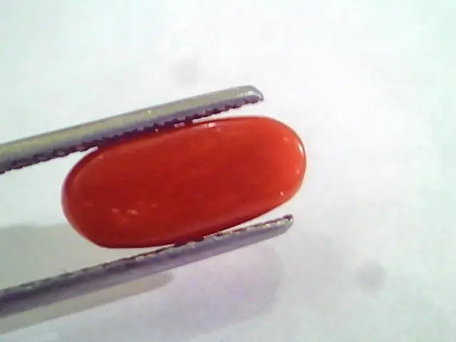 3.46 Ct 5.5 Ratti Natural Italian Red Coral Moonga Gemstone AAAA