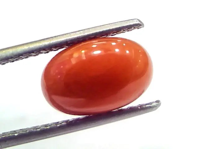 3.51 Ct 5.8 Ratti Natural Untreated Italian Red Coral Moonga Gems