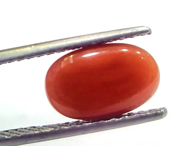 3.51 Ct 5.8 Ratti Natural Untreated Italian Red Coral Moonga Gems