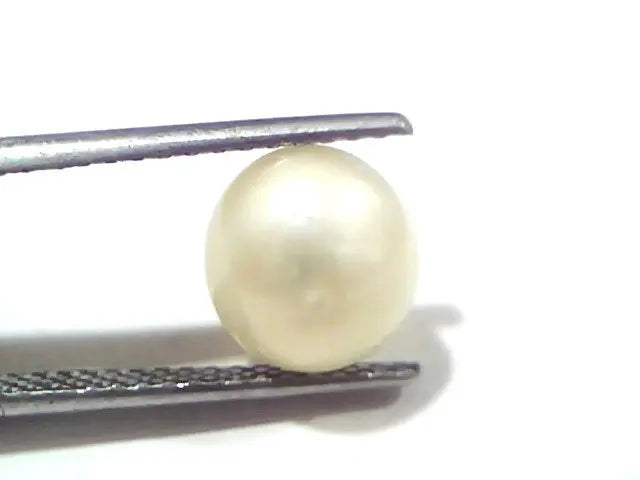 3.50 Ct Certified Natural Venunjula Real Sea Pearl, Real Moti